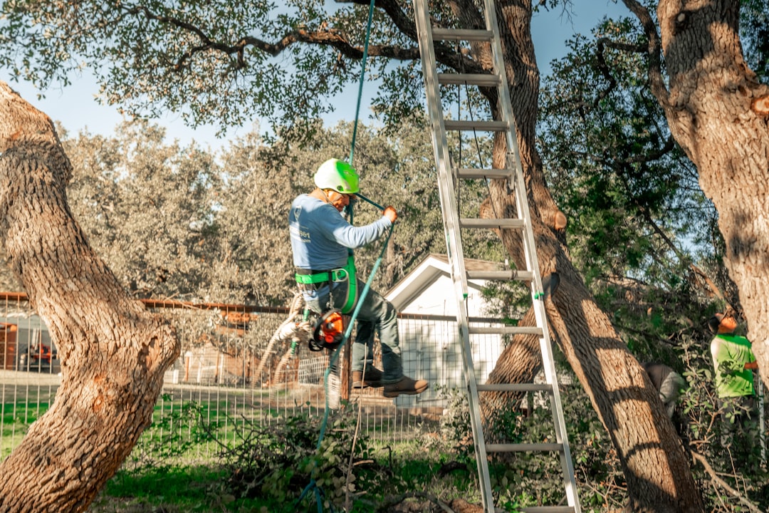 A professional trimming a large tree.
